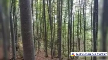 vand-padure-38-ha-de-fag-in-valsanesti-musatesti-arges