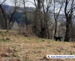 teren-extravilan-2000-mp-de-vanzare-in-dragoslavele-arges-6