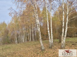 casa-in-muntii-apuseni-cu-114144-mp-teren-28