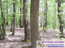 padure-de-1500-mp-de-vanzare-in-campulung-muscel-arges