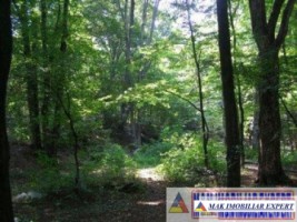 padure-de-1500-mp-de-vanzare-in-campulung-muscel-arges-2