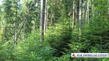 vand-padure-95-ha-conifere-in-damuc-neamt-1