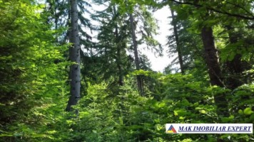 vand-padure-95-ha-conifere-in-damuc-neamt-4