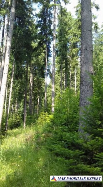 vand-padure-95-ha-conifere-in-damuc-neamt-8
