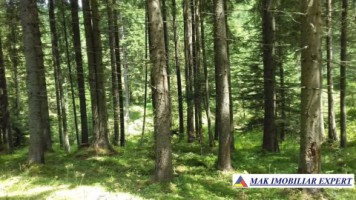 vand-padure-95-ha-conifere-in-damuc-neamt-9