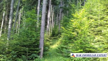 vand-padure-95-ha-conifere-in-damuc-neamt-3