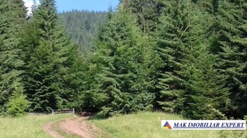 vand-padure-95-ha-conifere-in-damuc-neamt-12