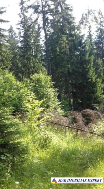 vand-padure-95-ha-conifere-in-damuc-neamt-13