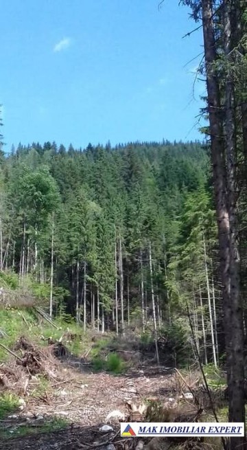 vand-padure-95-ha-conifere-in-damuc-neamt-11