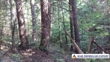 vand-padure-95-ha-conifere-in-damuc-neamt-14