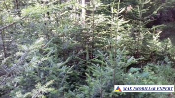 vand-padure-95-ha-conifere-in-damuc-neamt-19