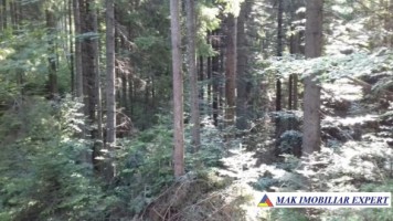 vand-padure-95-ha-conifere-in-damuc-neamt-20