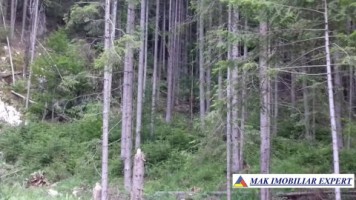 vand-padure-95-ha-conifere-in-damuc-neamt-21