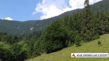 vand-padure-95-ha-conifere-in-damuc-neamt-23