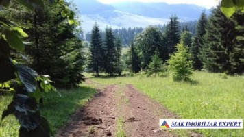 vand-padure-95-ha-conifere-in-damuc-neamt-25