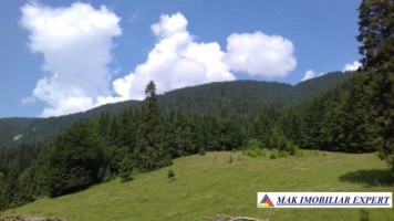 vand-padure-95-ha-conifere-in-damuc-neamt-24