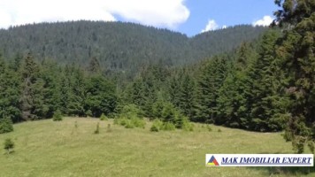 vand-padure-95-ha-conifere-in-damuc-neamt-28