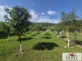 teren-intravilan-2292mp-de-vanzare-in-vintu-de-jos-1